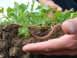 A person places an earthworm on the soil.