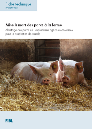 Mise à mort des porcs à la ferme
