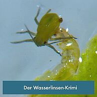 Eine Raupe und eine Blattlaus in Mikroskop-Aufnahme.