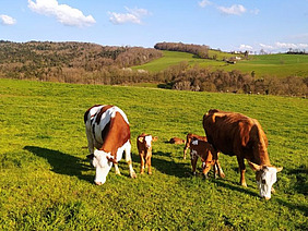 Deux vaches laitières avec leurs veaux dans un pré.