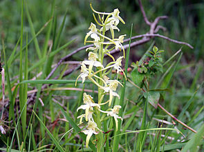 Zweiblätterige Waldhyazinthe