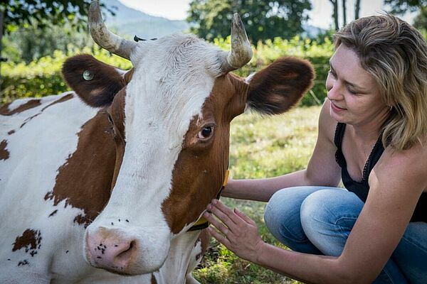 Eine Kuh mit Hörner wird von einer Frau gestreichelt