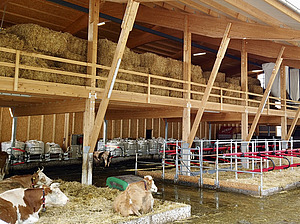 Livestock housing with cows.