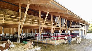 Livestock housing with cows.