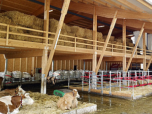 Forschungsstall mit Kühen.
