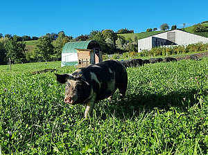 A spotted pig in a meadow.