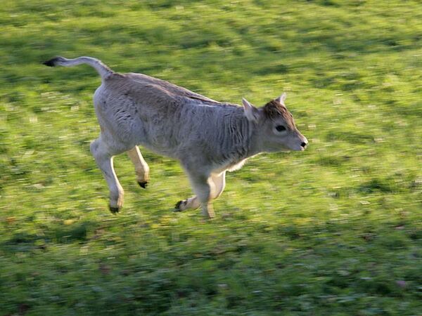 Kalb auf Wiese, Foto: Charlotte Fischer