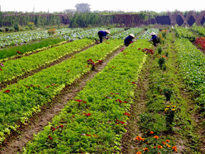 Several green narrow beds with scattered colorful flowers. In the background, three people with a triangular hat tending the crop.