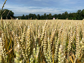 Weizenfeld.