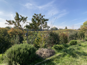 Agroforestry plant BioDiVerger