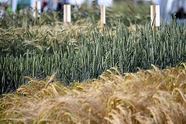 Verschiedene Getreide in Parzellen. 