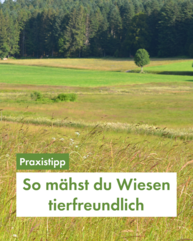 Eine extensive Wiese im Vordergrund, im Hintergrund weitere Felder und ein Wald. Aufschrift in Grün "Praxistipp: So mähst du Wiesen tierfreundlich"