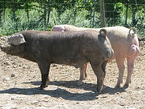 Two boars with outdoor access
