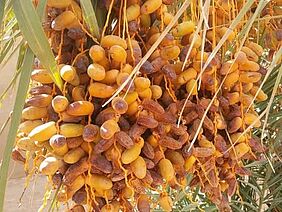 Dates on a palmtree