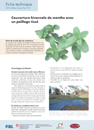 Couverture hivernale de menthe avec un paillage tissé