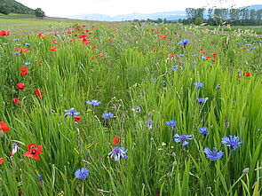 Flore des champs