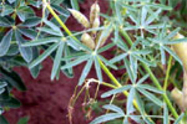 Anthraknoseinfizierte Lupine mit mit abgetrockneten Blättern
