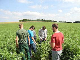 Berufsschüler begutachten Ackerbohnenpflanzen auf einem Feld.