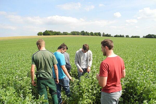 Berufsschüler begutachten Ackerbohnenpflanzen auf einem Feld.