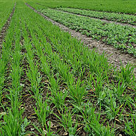 A field with small, green plants in straight lines can be seen. If one looks closely, it becomes clear that there are two species growing on the field instead of one.