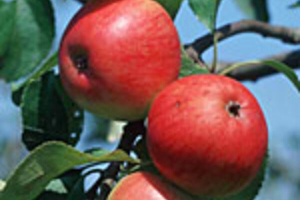 Äpfel, Sorte Reglindis