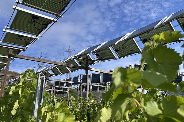 Reben unter Solarmodulen und hellblauer Himmel.