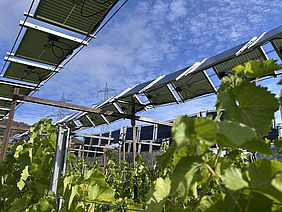 Reben unter Solarmodulen und hellblauer Himmel.