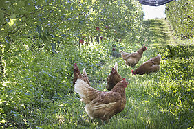 Hühner in Apfelplantage