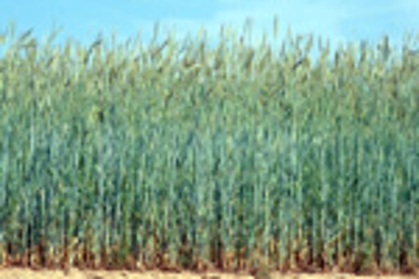Roggenfeld