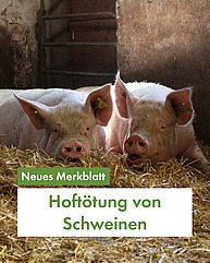 Zwei Schweine liegen aneinander gekuschelt in einem Stall und schauen direkt in die Kamera. In Grün steht unten "Neues Merkblatt: Hoftötung von Schweinen"