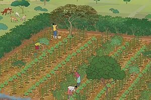 An illustration of an agroforestry farm. A field with single trees surrounded by trees. Three farmers are working the rows of freshly growing plants. Friendly and peaceful athmosphere with warm brown and green colours.
