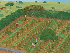 An illustration of an agroforestry farm. A field with single trees surrounded by trees. Three farmers are working the rows of freshly growing plants. Friendly and peaceful athmosphere with warm brown and green colours.