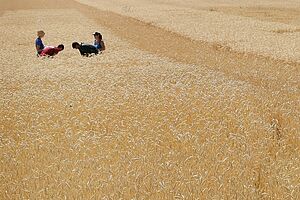 Wheat field with 4 people