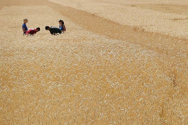 Wheat field with 4 people