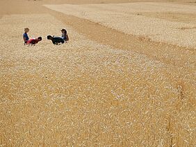 Weizenfeld mit 4 Menschen drin