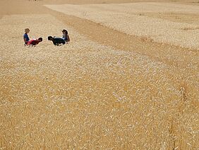 Wheat field with 4 people