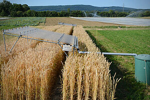  Experiment set up in a cereal field 