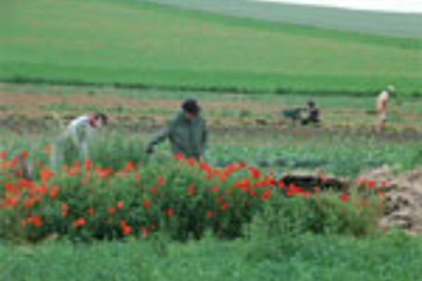 Arbeit auf dem Feld