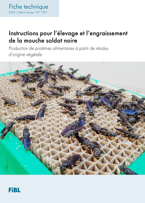 Instructions pour l’élevage et l’engraissement de la mouche soldat noire