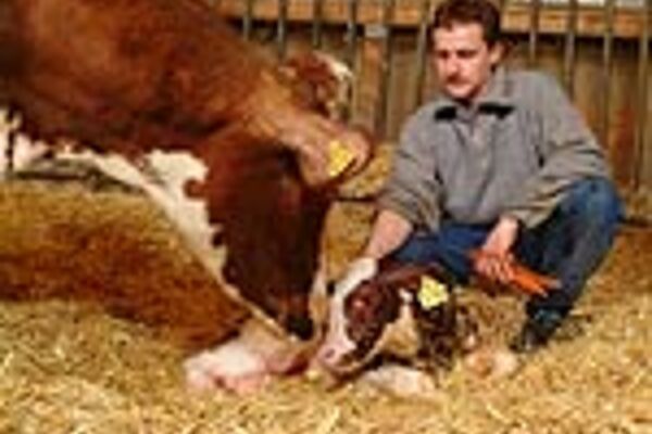 © BLE, Bildautor: Dominic Menzler neugeborenes Kalb wird mit Ohrmarken versehen