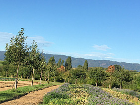Bild Agroforstsystem