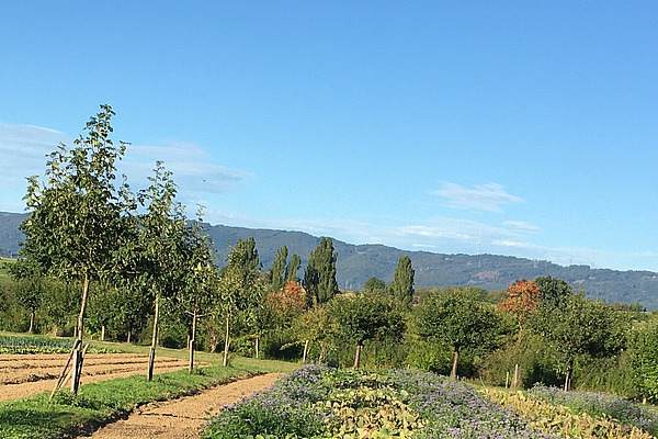 Bild Agroforstsystem