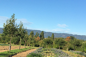 Bild Agroforstsystem