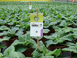 Potted plants on a table with beneficial insects.