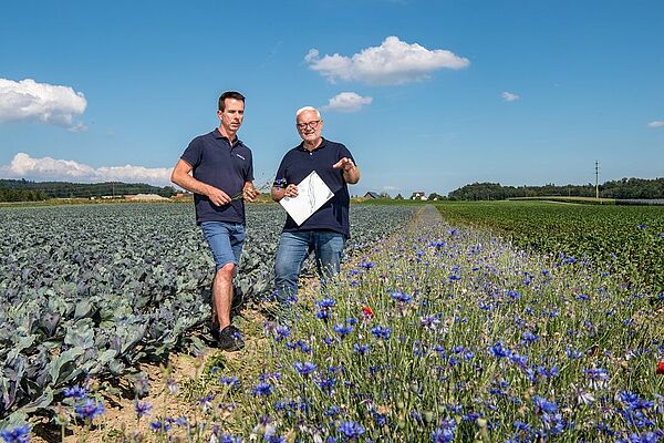 Landwirt und Forscher auf Kohlfeld mit Blühsreifen