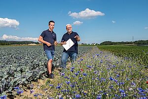 Farmer and researcher in a cabbage field with flowering strips