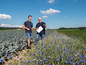 Landwirt und Forscher auf Kohlfeld mit Blühsreifen