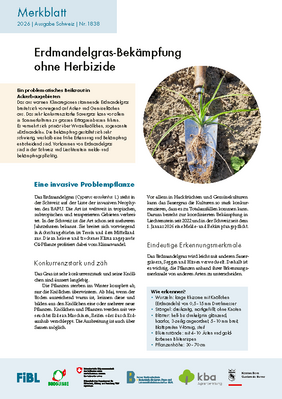 Erdmandelgras-Bekämpfung ohne Herbizide