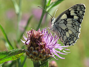 Schachbrettfalter (Melanargia galathea)