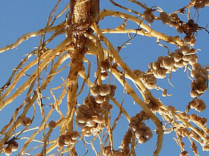 Improved biological nitrogen fixation by optimizing Soybean - Bradyrhizobium symbiosise (Photo: FiBL).